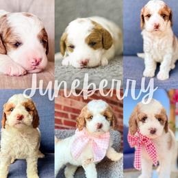 Juneberry - Parti female Goldendoodle puppy in Calvin, Oklahoma from BellaDoodles