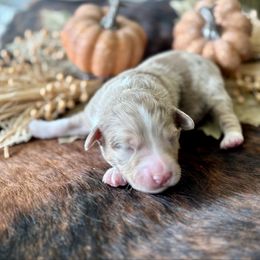 Kringle - Red merle male Australian Shepherd puppy in Waxahachie, Texas from Volks Aussies
