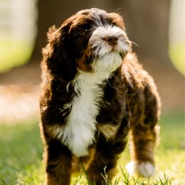 Sitka - male Australian Mountain Doodle puppy in Temecula, California from Country Hills Doodles