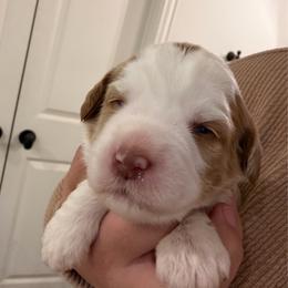 Sally - Caramel female Australian Labradoodle puppy in Denton, Texas from Liberty Hill Labradoodles