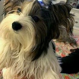 Biewer Terrier and Havanese All Grown Up from Lordocs