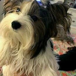 Biewer Terrier and Havanese All Grown Up from Lordocs