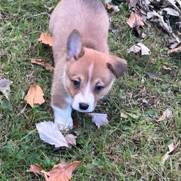 Tater - Red male Pembroke Welsh Corgi puppy in Winneconne, Wisconsin from LaLoba’s Corgis