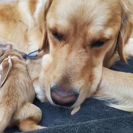 Pick 2 girl - Golden female Golden Retriever puppy in Sandy, Utah from Golden Meadows of Utah