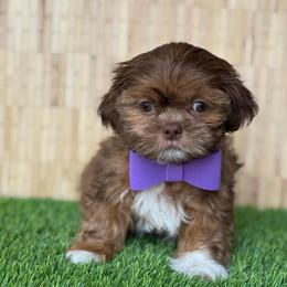 Screech - Red and tan male Shih Tzu puppy in San Tan Valley, Arizona from My Puppy Tzu