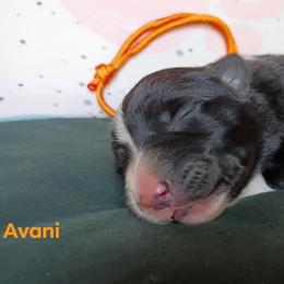 Avani - Black and white female Border Collie puppy in Max, Nebraska from Stag Valley Homestead