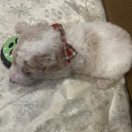 Zane - Parti male Poodle puppy in Mobile, Alabama from Semmy’s Standard Poodle LLC