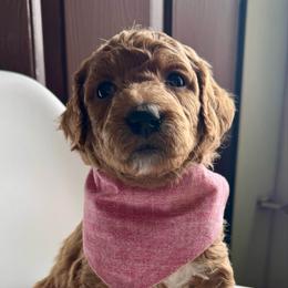 Light Pink - Red  female Goldendoodle puppy in Lebanon, Pennsylvania from Homespundoodles