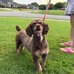 Sweetie - Brown female Poodle puppy in Huntsville, Alabama from Flint River Poodles