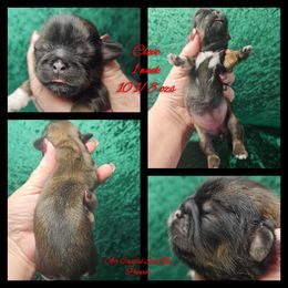 Clove - Red female Shih Tzu puppy in Maize, Kansas from Air Capital Shih Tzu Puppies