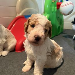 Spain - Parti male Poodle puppy in New Britain, Connecticut from Poodles of New England