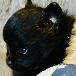 Pirate - Black male Pomeranian puppy in Lake Forest Park, Washington from Tea Pup Pomeranians