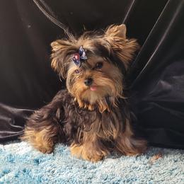 Otis - Yorkshire Terrier