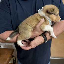 Cupid - Rough Collie - Sable female Collie puppy in Lonoke, Arkansas from Colley Collies