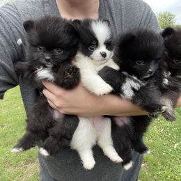 Pomeranian Puppies from Kerrie’s Pomeranian