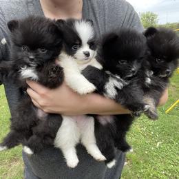 Pomeranian Puppies from Kerrie’s Pomeranian
