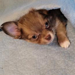 Chihuahua Puppies from B&D Chihuahuas