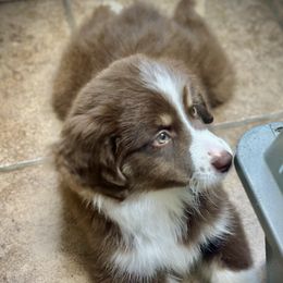 MILLER LITE - Red tri male Miniature Australian Shepherd puppy in Sulphur, Louisiana from SWLA MINI AUSSIES