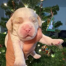 Boy 1 - Cream male Cockapoo puppy in Carlotta, California from Lost Coast Bernese Mountain Dogs