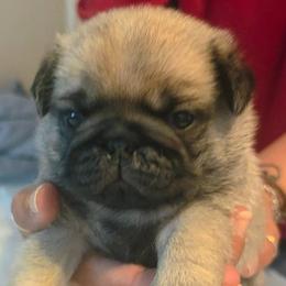 Black Collar Boy - Fawn male Pug puppy in New Braunfels, Texas from Kex Pug Haus