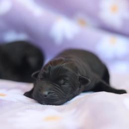 Bubba - Black male Labrador Retriever puppy in Williamston, South Carolina from Dutton Dog Co & Dalla Grazia Doberman