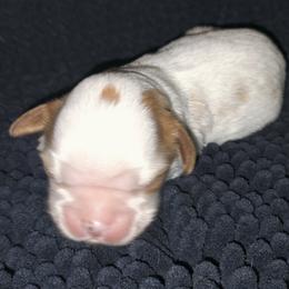 Hans Solo - Blenheim male Cavalier King Charles Spaniel puppy in Franklin, North Carolina from Cavaliers of the County Macon