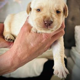 Davos - Yellow male Labrador Retriever puppy in Penn Valley, California from High Quality Labrador Retrievers and French Bulldogs