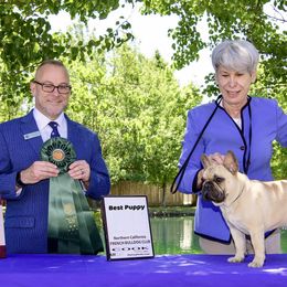 Johnny  - French Bulldog