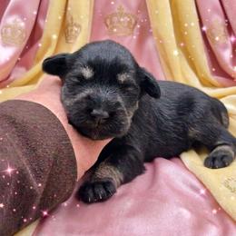 Princess Peach - Black and silver female Miniature Schnauzer puppy in Houston, Texas from Haughton Farm