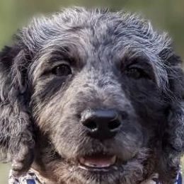 Labradoodles from Betty’s Farm & Garden