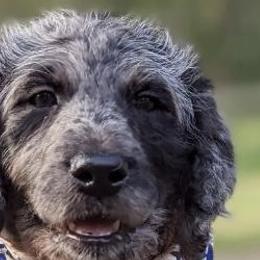 Labradoodles from Betty’s Farm & Garden