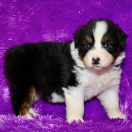 BLACK TRI FEMALE 1 - Black tri-color female Australian Shepherd puppy in Douglas, Georgia from Smooreaussies