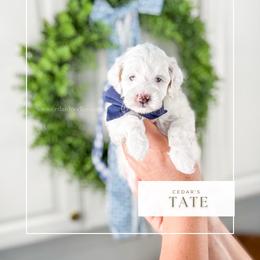 T A T E - Parti male Goldendoodle puppy in Richfield, Utah from Cedar Doodles- Home of the Teddybear Goldendoodle