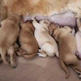 Boy 6 - Dark golden male Golden Retriever puppy in Howell, Michigan from Robbin's Treasures