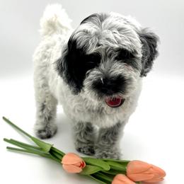 Roadie - Black and chalk male Australian Labradoodle puppy in Denton, Texas from Dignity Labradoodles