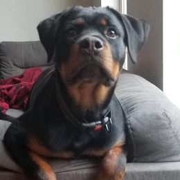 Erika - Rottweiler