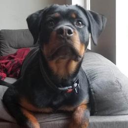Erika - Rottweiler