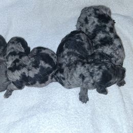 Girl 1 - Merle female Goldendoodle puppy in Sterling, Connecticut from Justine’s Retrievers and Doodles