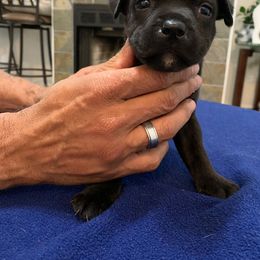 Staffordshire Bull Terrier Puppies from Miguel's Staffordshire Bull Terriers