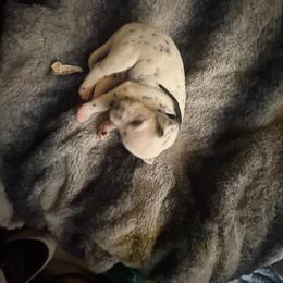 Prince Zuko - White and black male Dalmatian puppy in Killeen, Texas from America's Dalmatian Friends