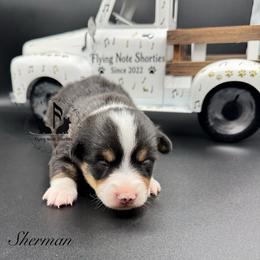 Sherman with tail - Black and tan male Pembroke Welsh Corgi puppy in Casper, Wyoming from Flying Note Shorties