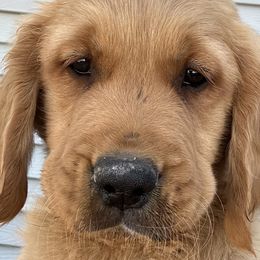 Bolt - Dark golden Golden Retriever puppy in Bear River Cy, Utah from Blue Creek Retrievers