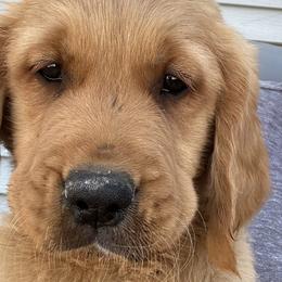 Bolt - Dark golden Golden Retriever puppy in Bear River Cy, Utah from Blue Creek Retrievers