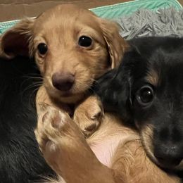 Dachshund Puppies from GretaLo Dachshunds