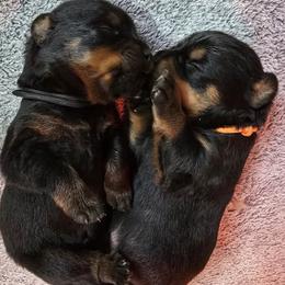 Mr. Orange Collar - Black and mahogany male Rottweiler puppy in Clarksburg, West Virginia from Vom Peiffley Rottweilers, LLC