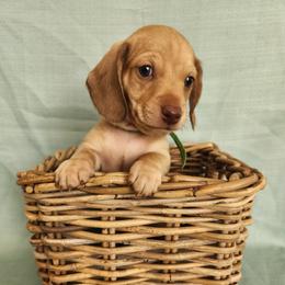 Dachshund Puppies from Wonder Weenies