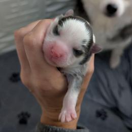 Pup No. 3 - Blue male Pomsky puppy in Hurleyville, New York from My Crazy Pomskys