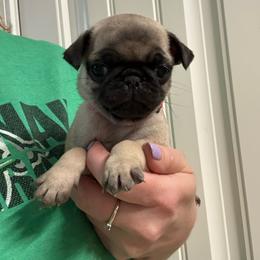 Thumper - Fawn male Pug puppy in Ludowici, Georgia from Royal Destiny Kennels