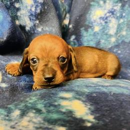 Dachshund Puppies from Mahzian Miniature Dachshunds
