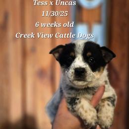 Boy 1 - Blue mottled male Australian Cattle Dog puppy in Monroe, North Carolina from Creek View Cattle Dogs